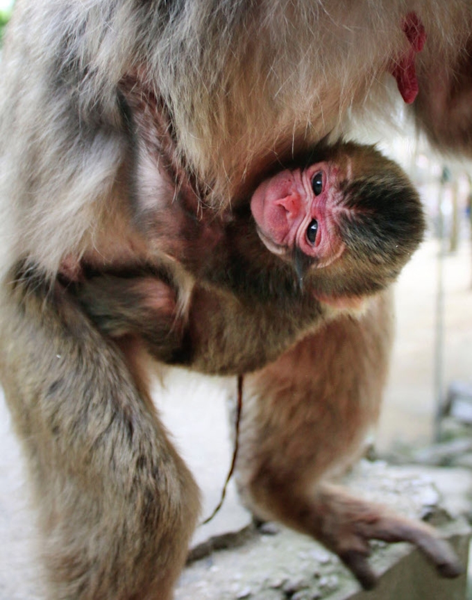 大分の動物園 子ザルに シャーロット 抗議殺到 日本経済新聞