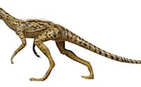 三畳紀の初期の恐竜（マラスクス、福井県立恐竜博物館の久保泰研究員提供）。