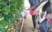 スキューズはながさき南部生産組合と共同でトマトの自動収穫ロボットの実験中だ（長崎県南島原市）