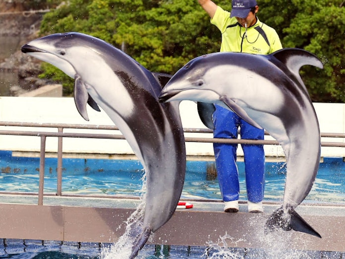水族館のイルカ購入禁止 追い込み漁捕獲問題で 日本経済新聞 水族館のイルカ購入禁止 追い込み漁捕獲問題で 日本経済新聞