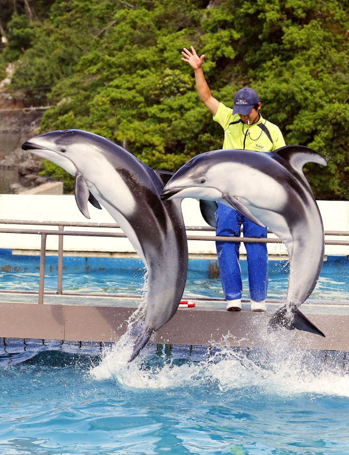 水族館のイルカ購入禁止 追い込み漁捕獲問題で 日本経済新聞