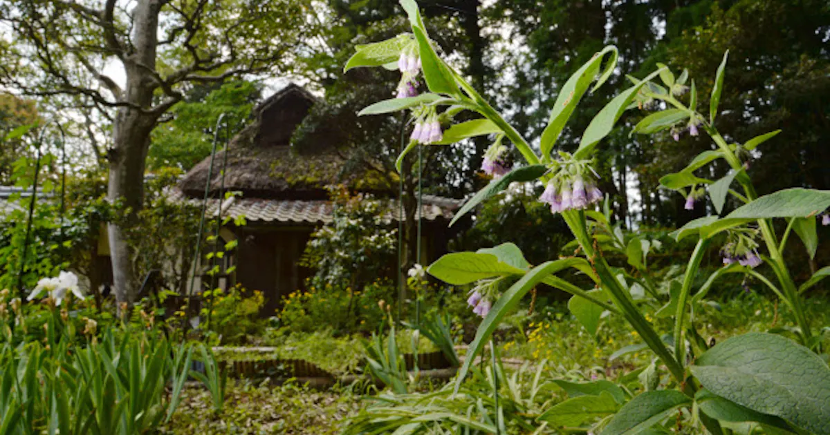 情熱の薬草園 300年健在 森野旧薬園 時の回廊 日本経済新聞 情熱の薬草園 300年健在 森野旧薬園 時の回廊 日本経済新聞