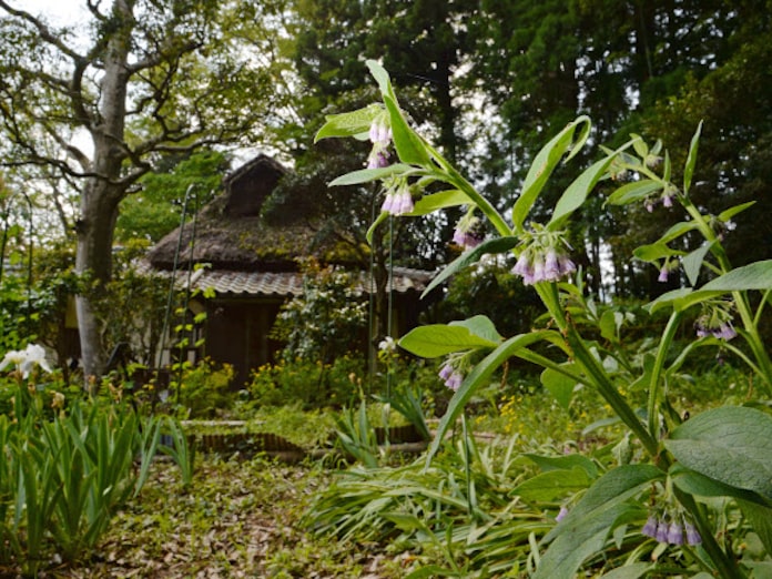 情熱の薬草園 300年健在 森野旧薬園 時の回廊 日本経済新聞 情熱の薬草園 300年健在 森野旧薬園 時の回廊 日本経済新聞