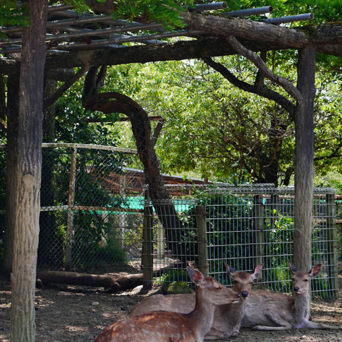 かまれたら 責任は誰に 奈良とシカの物語 1 日本経済新聞