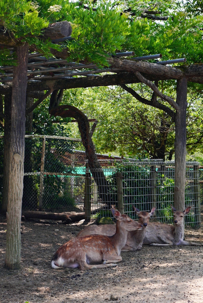 かまれたら 責任は誰に 奈良とシカの物語 1 日本経済新聞