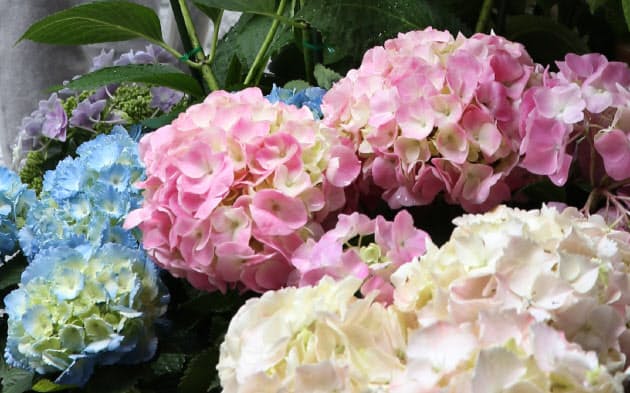 アジサイの別名知っていますか チャレンジことばのドリル Nikkei Style アジサイの別名知っていますか チャレンジことばのドリル Nikkei Style