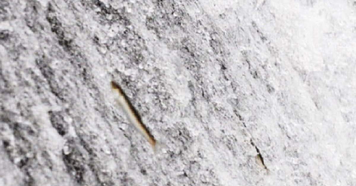 魚の交通インフラ 老朽化による機能不全解消 日本経済新聞