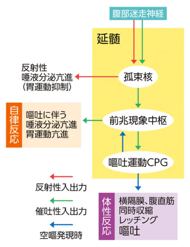 飲み過ぎて吐くのは 生命維持装置 の発動 Nikkei Style