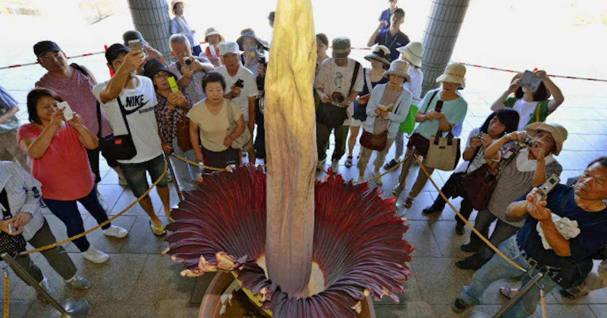 世界最大の花 5年ぶりに咲く 強烈な臭い放つ 日本経済新聞 世界最大の花 5年ぶりに咲く 強烈な臭い放つ 日本経済新聞