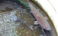 県水産試験場の水槽を泳ぐチョウザメ（宮崎県小林市）