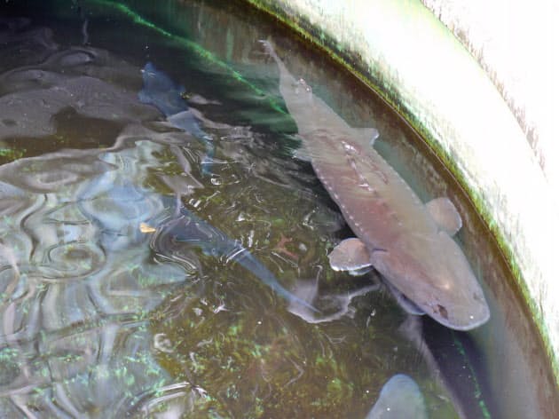 宮崎はキャビア生産日本一 手探りで養殖 金の卵に Nikkei Style 宮崎はキャビア生産日本一 手探りで養殖 金の卵に Nikkei Style