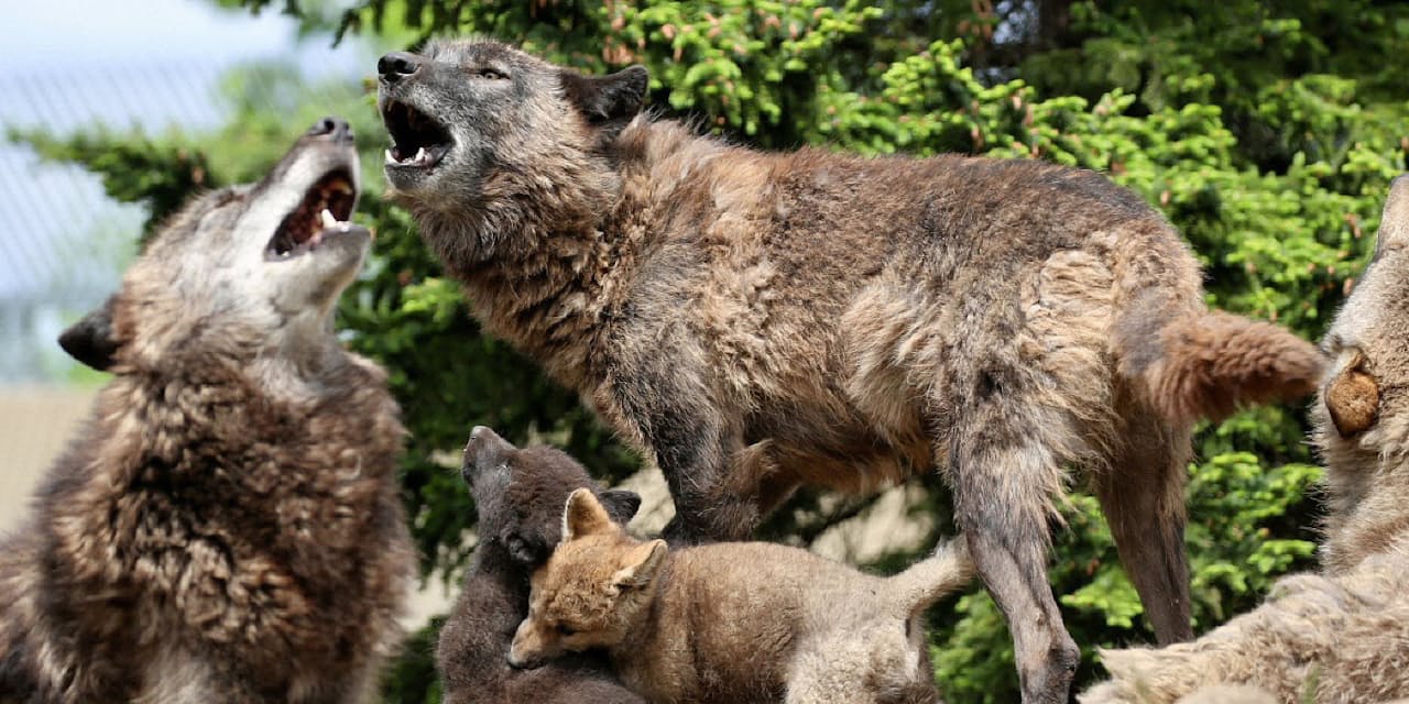 エゾオオカミ絶滅の悲劇を忘れないために Nikkei Style エゾオオカミ絶滅の悲劇を忘れないために Nikkei Style