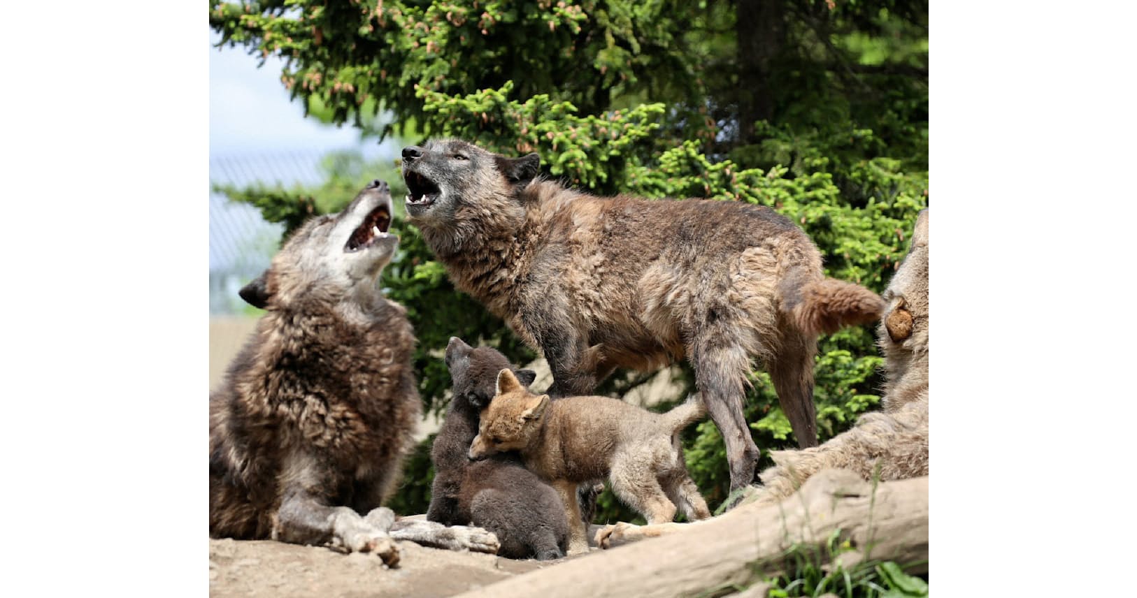 エゾオオカミ絶滅の悲劇を忘れないために Nikkei Style エゾオオカミ絶滅の悲劇を忘れないために Nikkei Style