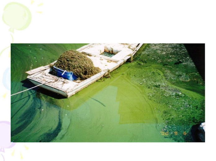 赤潮を止めろ 官民一丸 琵琶湖 環境再生の道 1 日本経済新聞 赤潮を止めろ 官民一丸 琵琶湖 環境再生の道 1 日本経済新聞