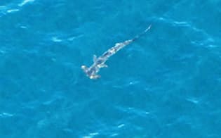 14日に目撃された神奈川県茅ケ崎市沖を泳ぐシュモクザメとみられるサメ（神奈川県警提供）=共同