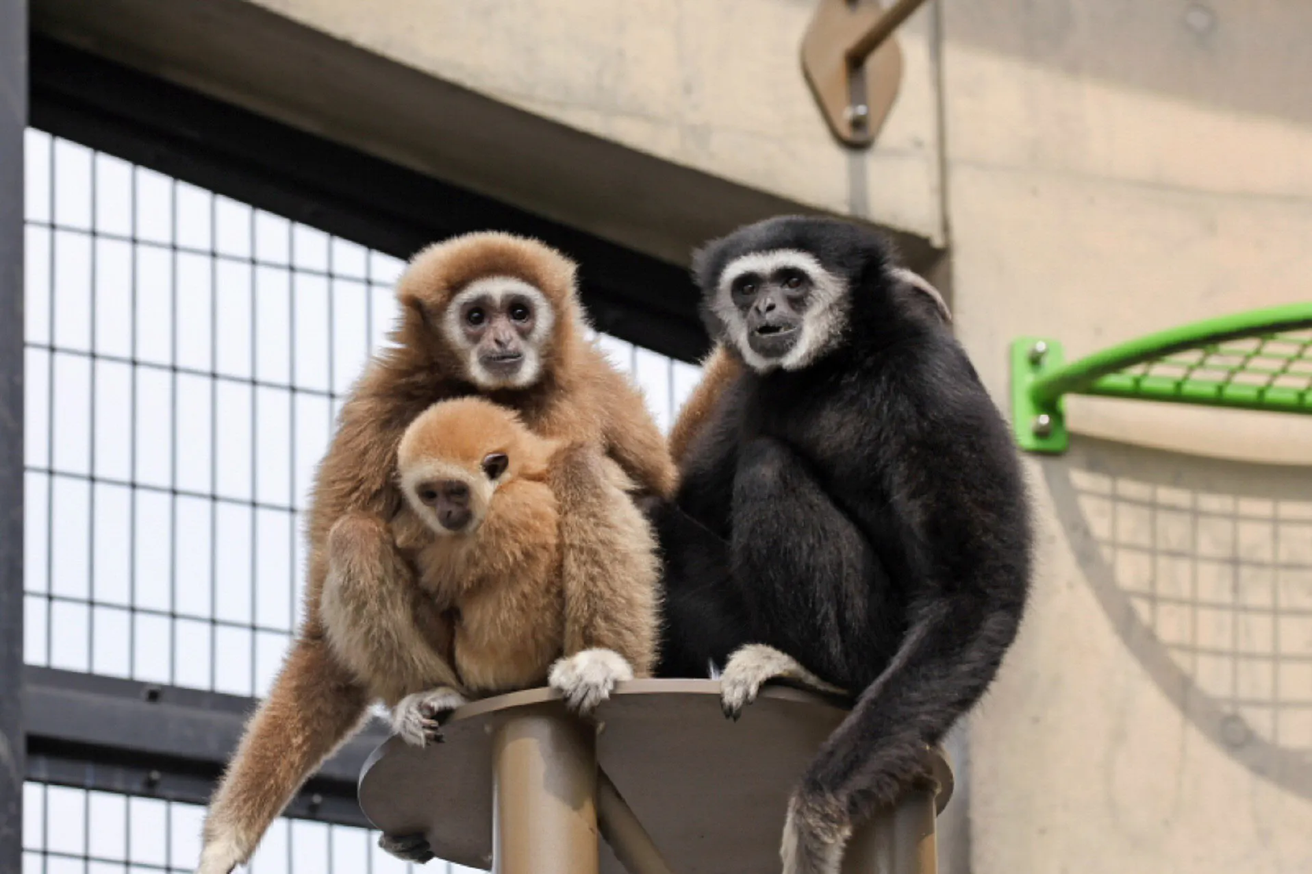 動物の持つ能力を最大限いかしたい シロテテナガザルの腕渡り Nikkei Style 動物の持つ能力を最大限いかしたい シロテテナガザルの腕渡り Nikkei Style