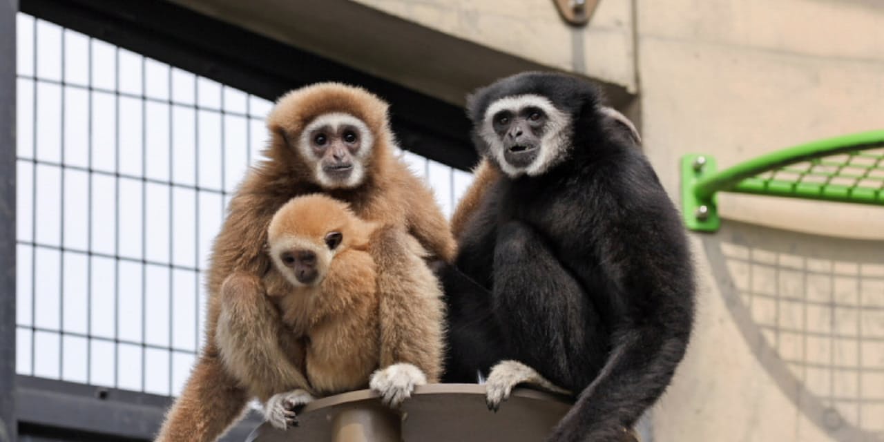 動物の持つ能力を最大限いかしたい シロテテナガザルの腕渡り Nikkei Style 動物の持つ能力を最大限いかしたい シロテテナガザルの腕渡り Nikkei Style
