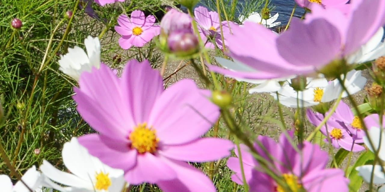 おっとり刀 の意味は チャレンジことばのドリル ライフコラム Nikkei Style