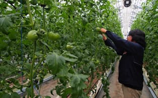 サングレイスのトマト農場では生産量が約10%アップした