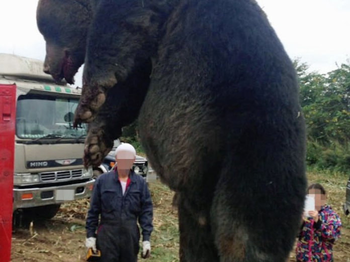 400キロのヒグマ現る 北海道 紋別 猟友会が射殺 日本経済新聞 400キロのヒグマ現る 北海道 紋別 猟友会が射殺 日本経済新聞