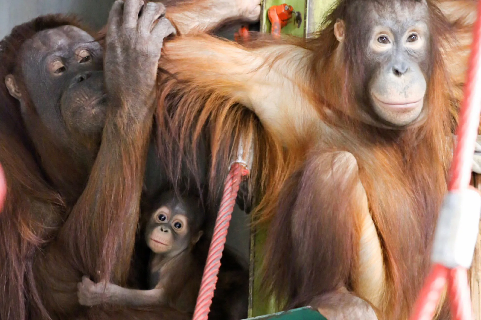 オランウータンの子育てに学ぶ 弟妹生まれ親の自覚 Nikkei Style オランウータンの子育てに学ぶ 弟妹生まれ親の自覚 Nikkei Style