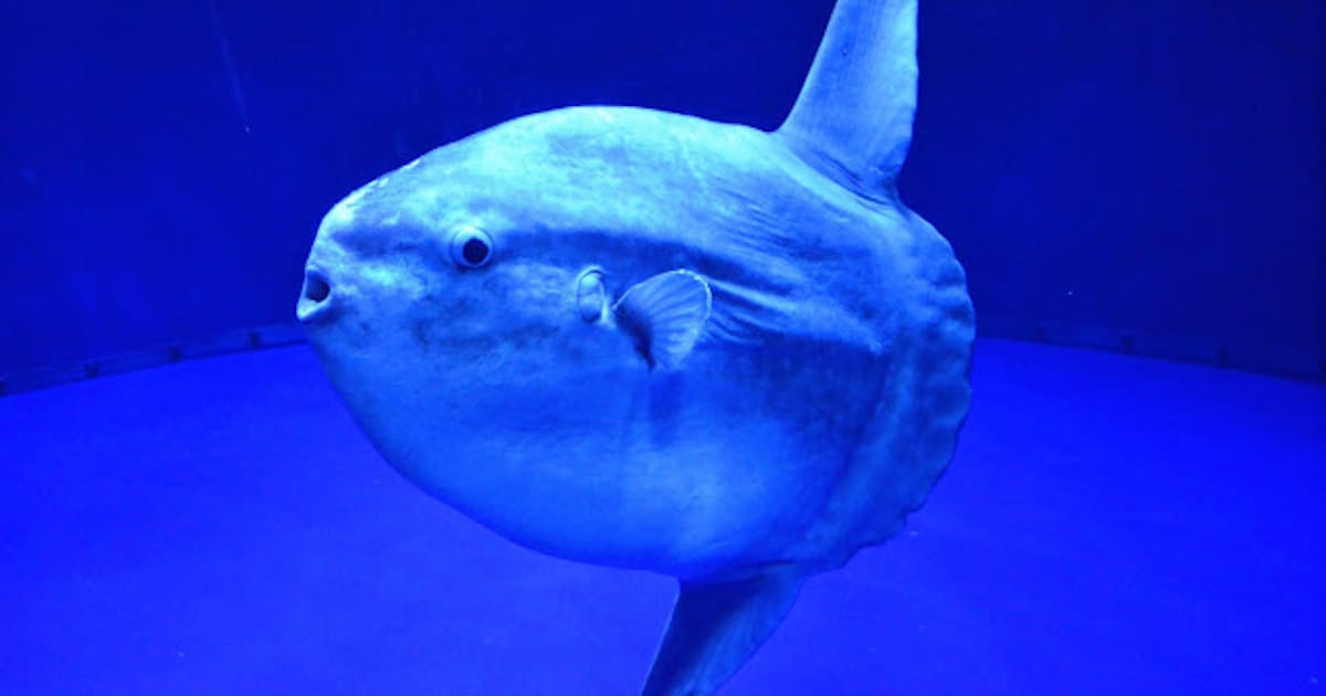 マンボウが絶滅危惧種に レッドリスト最新版 日本経済新聞 マンボウが絶滅危惧種に レッドリスト最新版 日本経済新聞
