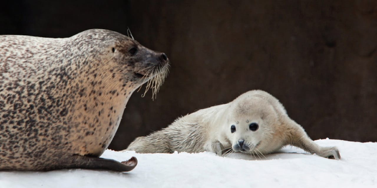 ただのアザラシだよ 旭山動物園ブームの出発点 Nikkei Style ただのアザラシだよ 旭山動物園ブームの出発点 Nikkei Style