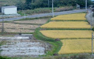 稲の刈り入れ（長野県上田市）