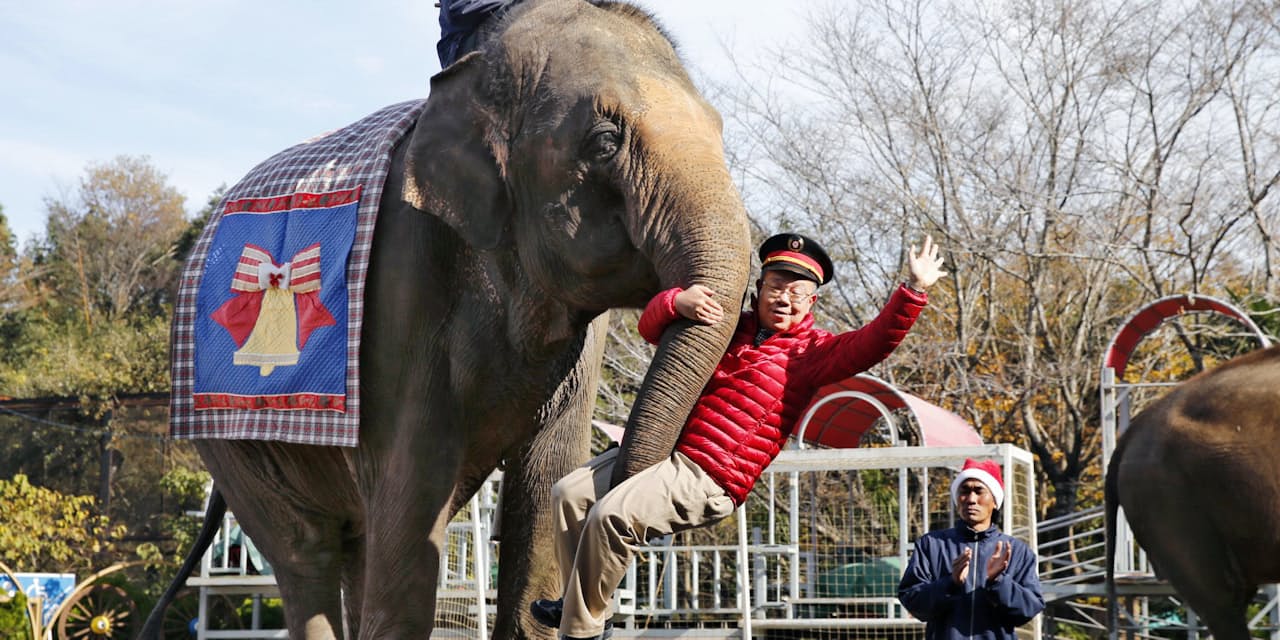 小太りおじさんを鼻で持ち上げるのも大変だゾウ Nikkei Style