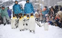 12月19日今シーズン初めてのペンギンの散歩　ペンギンもお客さんも大喜び。