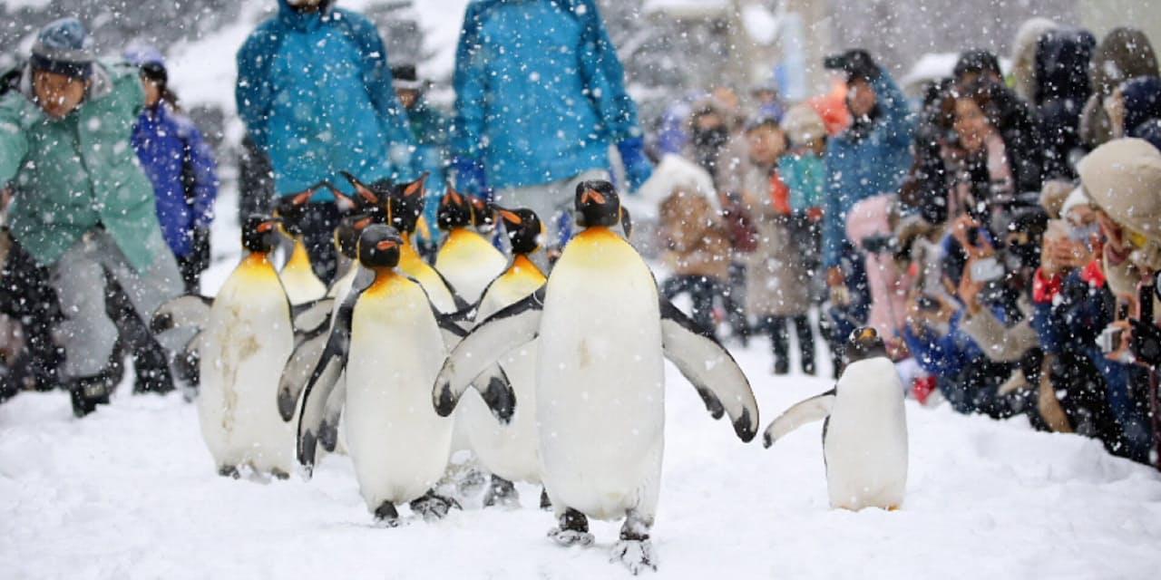 テーマは日本最北の寒さと雪 ペンギンの散歩開始 Nikkei Style テーマは日本最北の寒さと雪 ペンギンの散歩開始 Nikkei Style