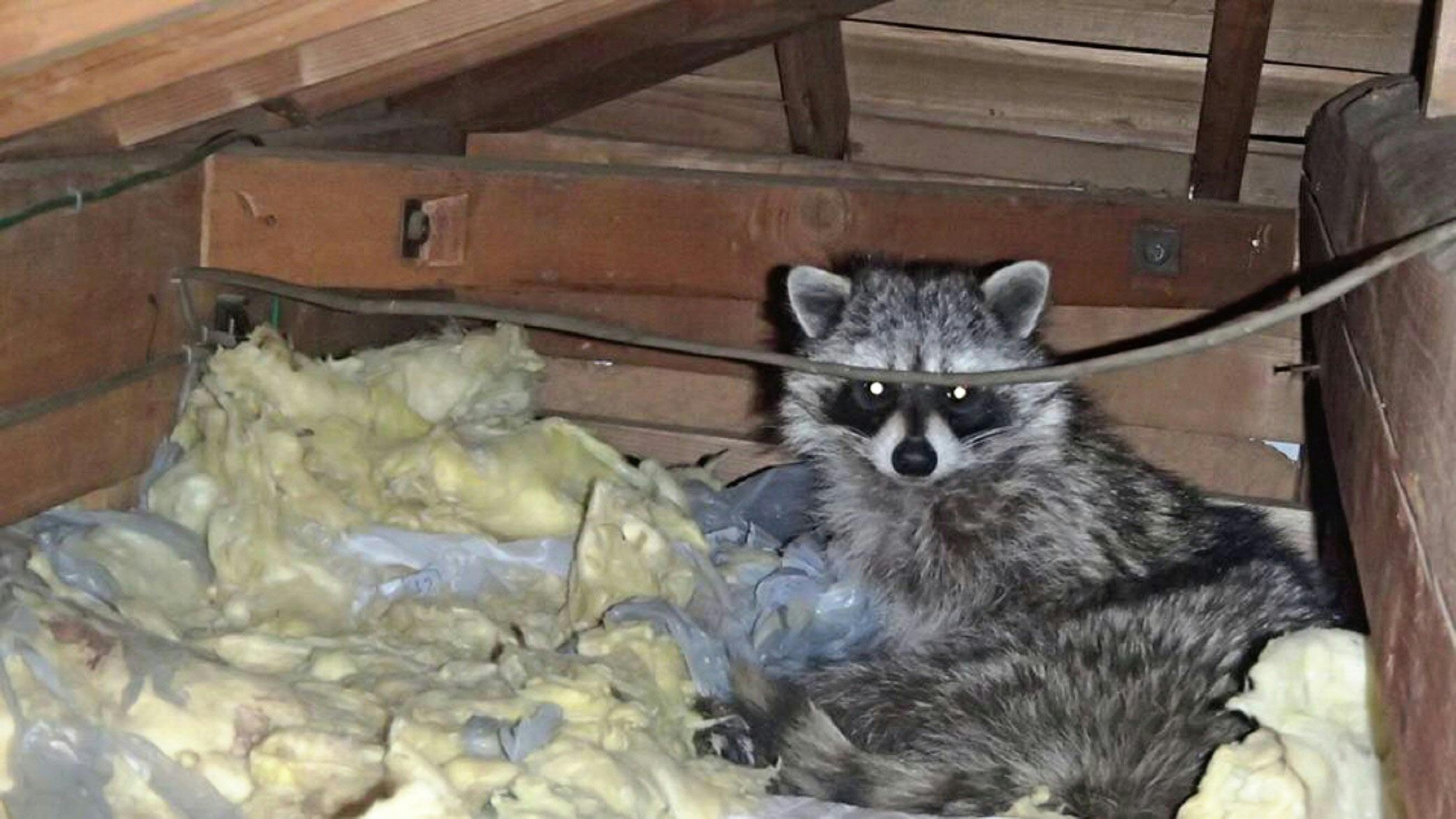 野生動物 都会の隣人に アライグマ ハクビシン Nikkeiリスキリング 野生動物 都会の隣人に アライグマ ハクビシン Nikkeiリスキリング