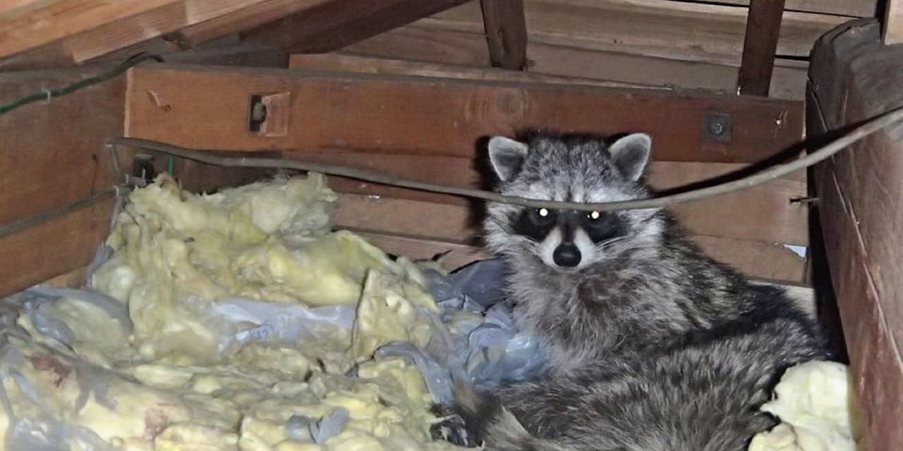 野生動物 都会の隣人に アライグマ ハクビシン 出世ナビ Nikkei Style
