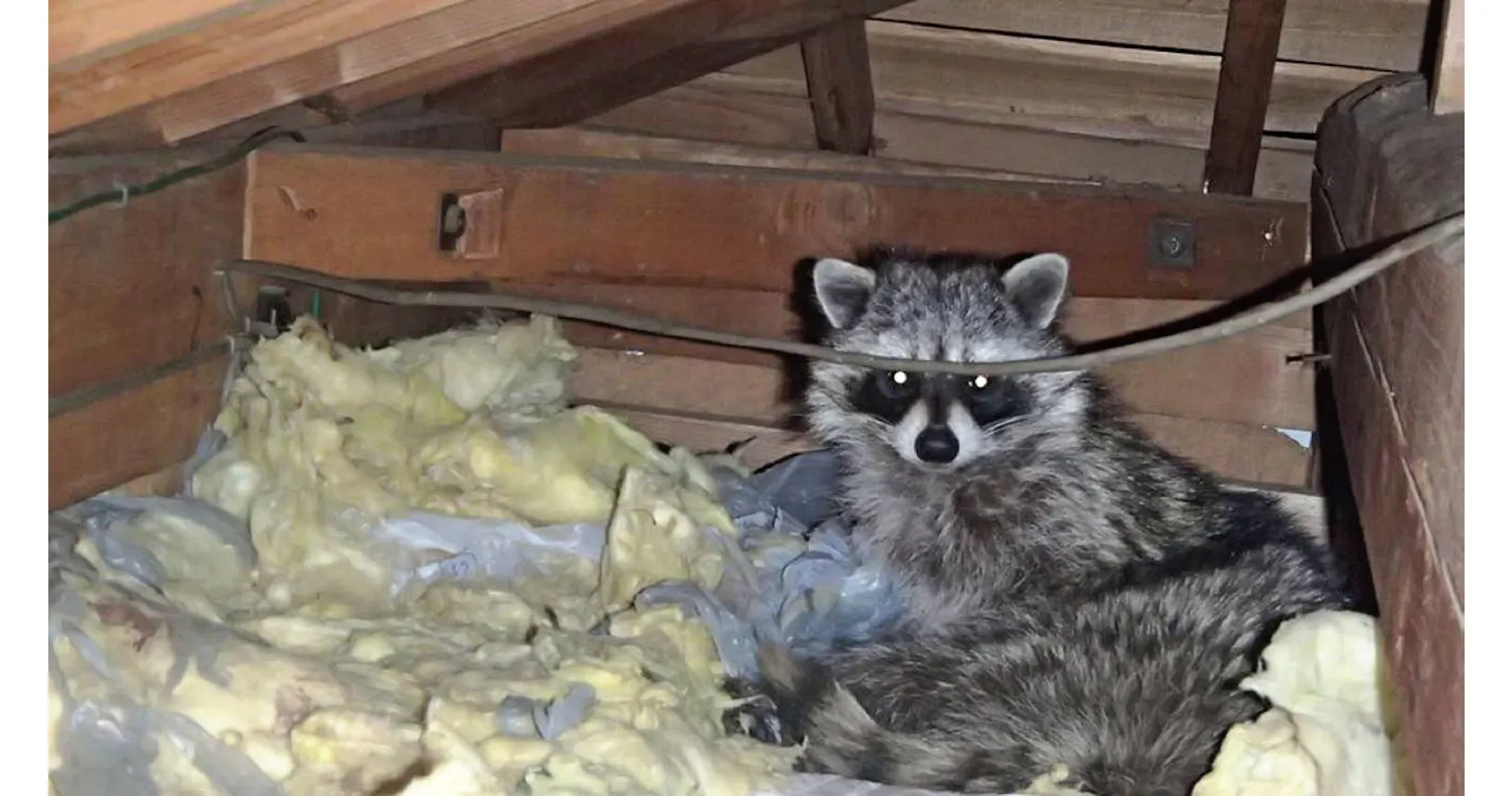 野生動物 都会の隣人に アライグマ ハクビシン Nikkeiリスキリング 野生動物 都会の隣人に アライグマ ハクビシン Nikkeiリスキリング