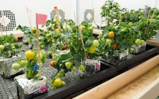 江面教授は「マイクロトム」と呼ばれる品種のトマトで実験をしている。高さが最大で20cmと小型なので、室内でも栽培しやすい