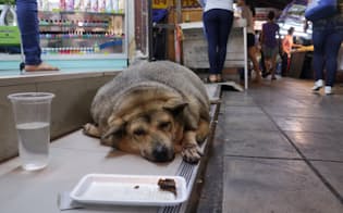バンコクの屋台通りに面した薬局の入り口に寝そべる太りすぎた犬。欲しいのは餌よりも胃腸薬？