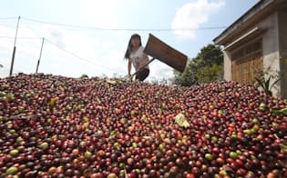 収穫されたばかりのコーヒー豆を天日干しする女性（ベトナム・ダクラク省）