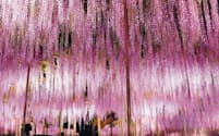 藤の大木が人気のあしかがフラワーパーク（栃木県足利市）
