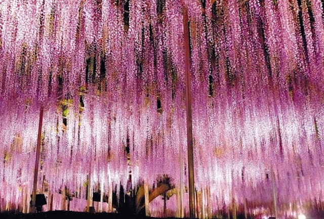 藤の大木が人気のあしかがフラワーパーク（栃木県足利市）