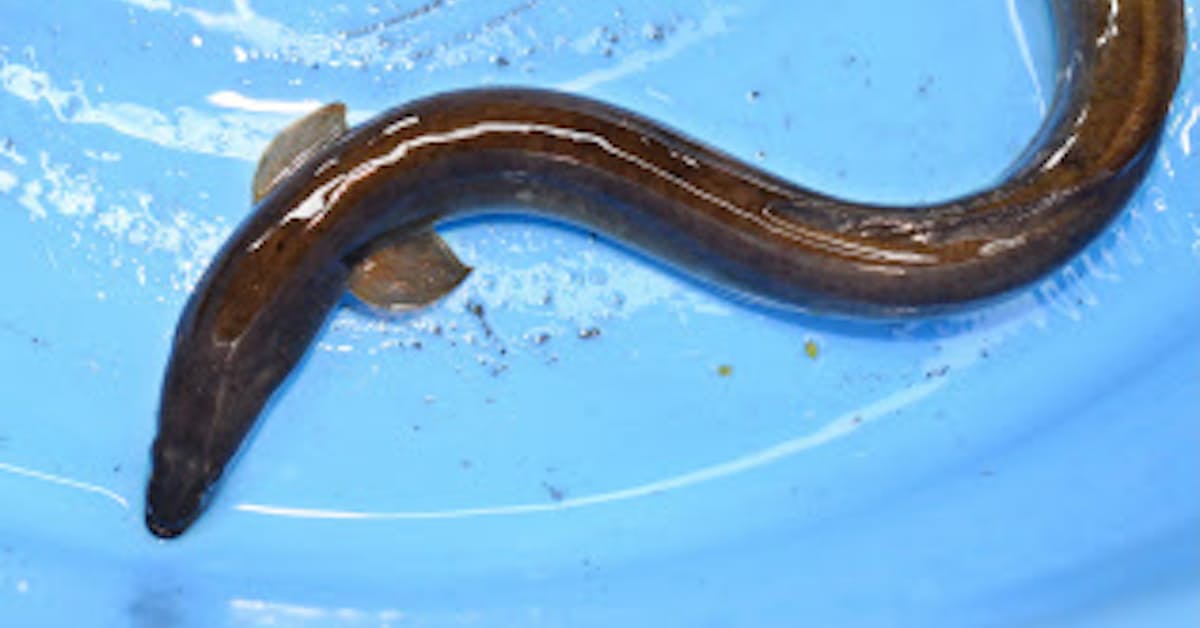 ウナギ稚魚輸入 香港が抜け穴に 資源管理協議に参加せず 日本経済新聞