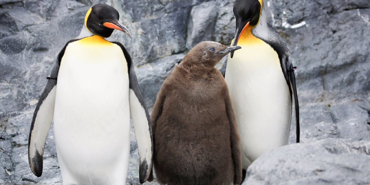 キングペンギン オスのペアも動員 子育ての悩ましさ Nikkei Style キングペンギン オスのペアも動員 子育ての悩ましさ Nikkei Style