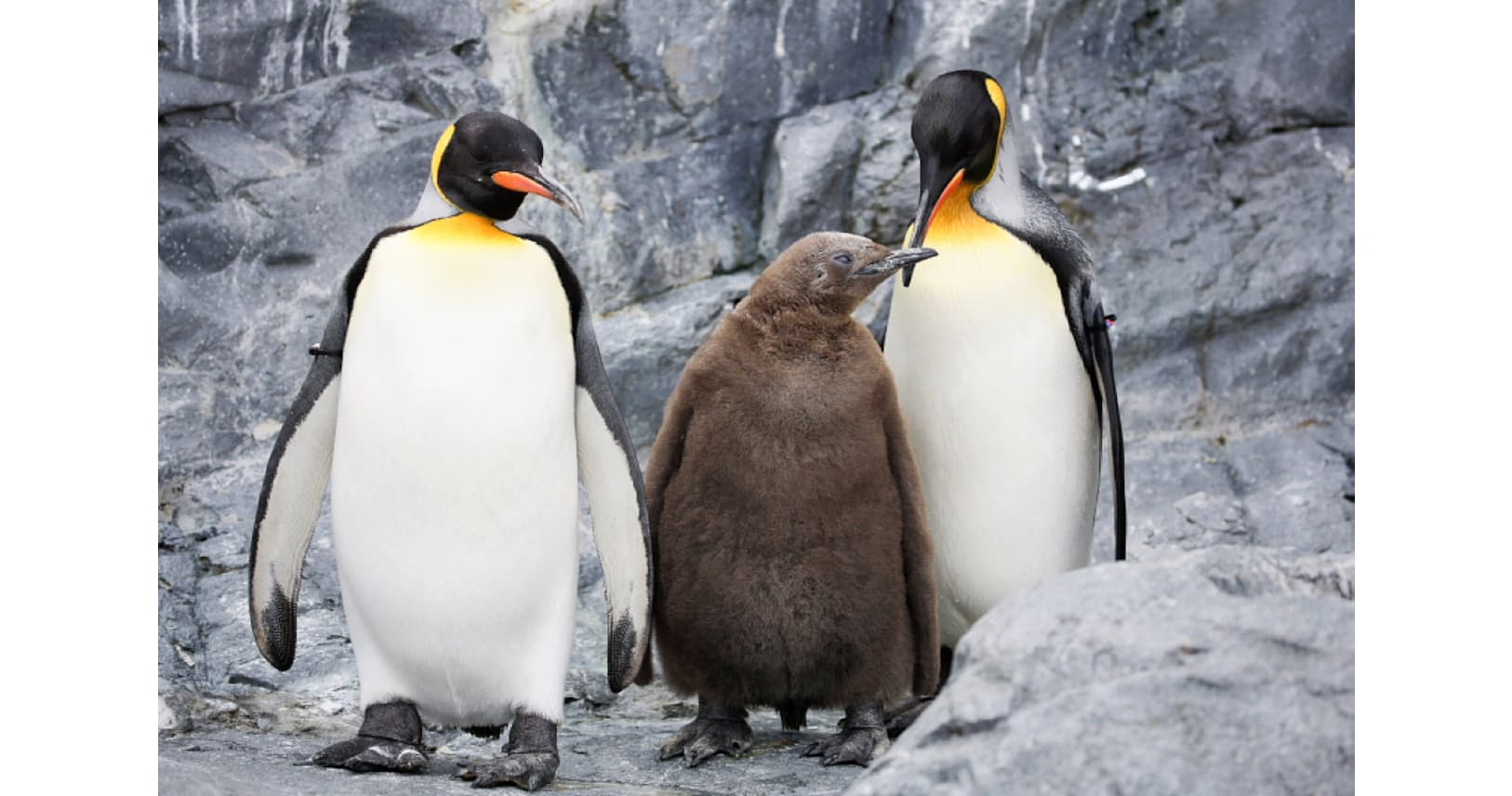 キングペンギン オスのペアも動員 子育ての悩ましさ Nikkei Style キングペンギン オスのペアも動員 子育ての悩ましさ Nikkei Style