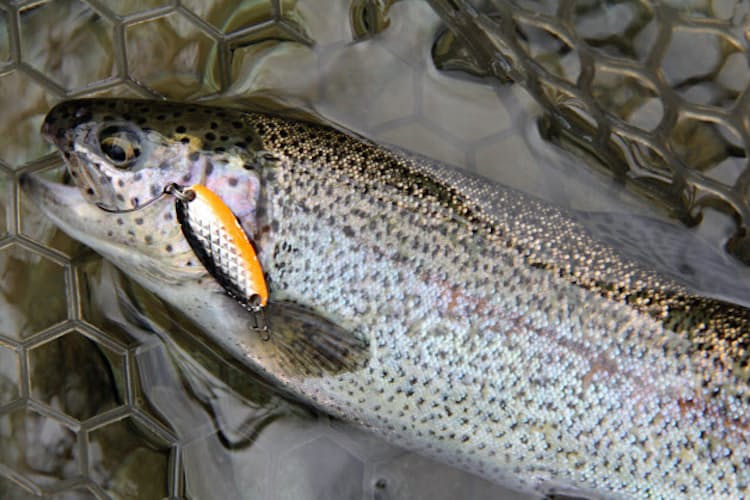 渓流釣り ビギナーだって 春の川魚を管理釣り場で Nikkei Style 渓流釣り ビギナーだって 春の川魚を管理釣り場で Nikkei Style