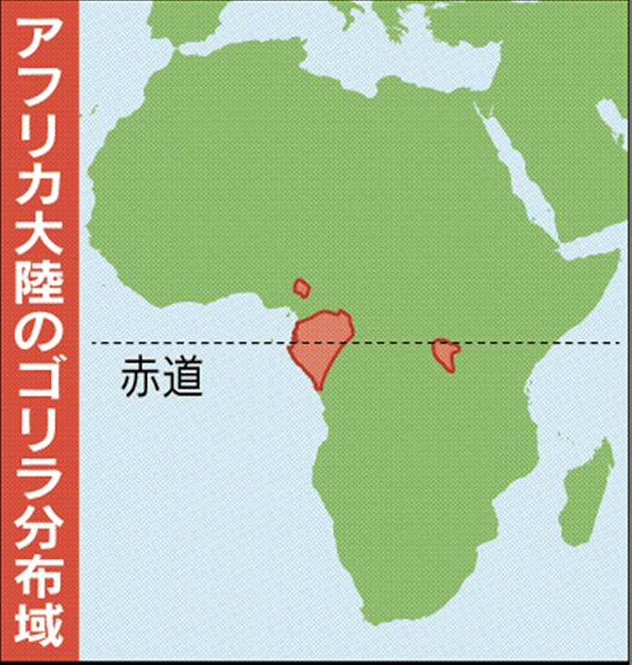 米の女性学者 非業の死 ゴリラに学び 人を知る 5 日本経済新聞 米の女性学者 非業の死 ゴリラに学び 人を知る 5 日本経済新聞