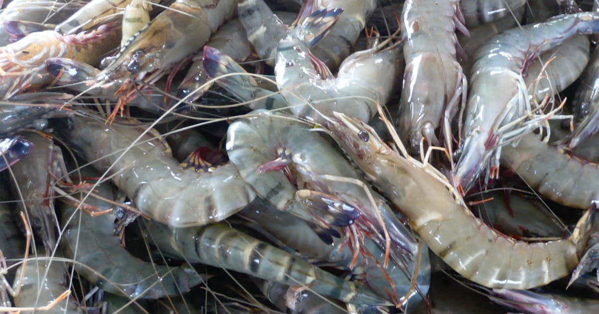 冷凍エビ 価格に異変 原油流出事故で上昇 日本経済新聞 冷凍エビ 価格に異変 原油流出事故で上昇 日本経済新聞