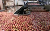 サンジョアキン農業協同組合は、自動的に大きさや色合いでリンゴを分類する機械を導入している