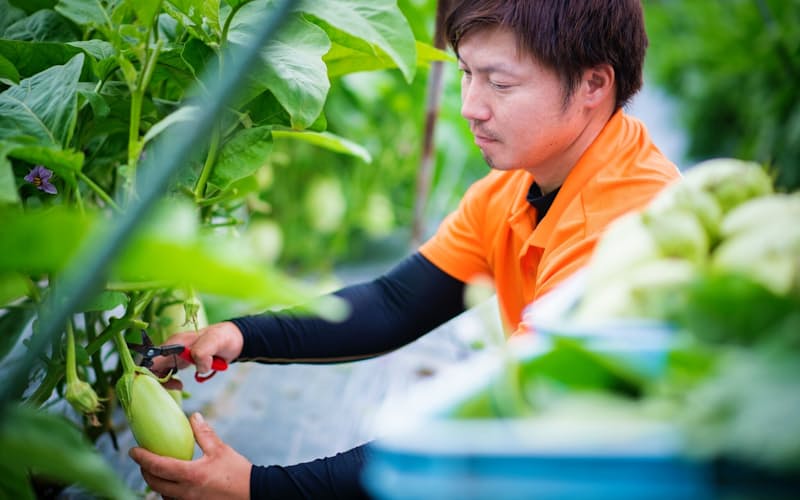 「美~ナス」を収穫するゴッツォのメンバー 「美~ナス」を収穫するゴッツォのメンバー