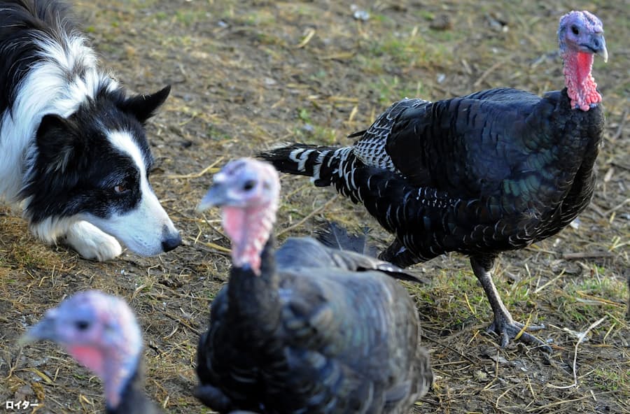 Ft コロナ禍のクリスマス 英国の七面鳥事情 日本経済新聞
