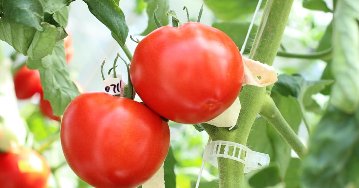 ゲノム編集食品 国が初承認 トマト流通へ 日本経済新聞 ゲノム編集食品 国が初承認 トマト流通へ 日本経済新聞