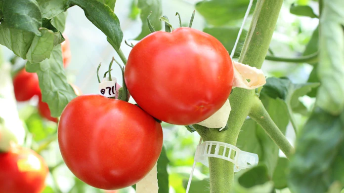 ゲノム編集食品 国が初承認 トマト流通へ 日本経済新聞 ゲノム編集食品 国が初承認 トマト流通へ 日本経済新聞